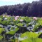 d2026d893d0d85262b8fb65cd4e61179-p_20140728_135245.jpg