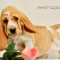 d25b13216972e88f11c0eb813ae0b15a-dsc_0495.jpg