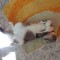 d6c38b7f99cbc713cedfbdbb2a33164b-dsc00033.jpg