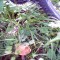 d7fd86ce817ff56fb9416d7a311ff8ae-img0066a.jpg