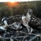 df46367553022ae2f7f5bce3fcb84c00-takie_ptichki.jpg