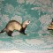dsc03022_rs.jpg