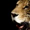 e51b6c15c1ba93d7002cf422005e9888-golova_leoparda.jpg