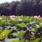 e8f8ada1072cd3265352c48db2ffc29f-p_20140728_135122.jpg