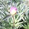 eeff8161c818c18525d7d792acceb60c-pion.jpg