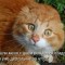 f1b6e1348a2050ca388bea70e1c26224-getimagecaqaiz3q.jpg