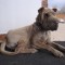 f88002e9db7c02e19f3f50c44aa1207d-sharpei.jpg