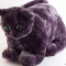 image.gif