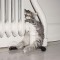 kitten32.jpg