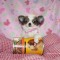 schenki-chihuahua-g-sh-malchiki-i-devochki_42465622_1_f.jpg
