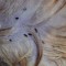 e60-p19dhnckrc18278vh119g1od7ulq7.jpg
