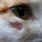 e60-p19dhnckrc1deb1erosp5cjt1bqt8.jpg