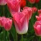 04a-p19f6r5ssa1o461g70s9vib2jld4.jpg