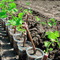513-p19mkbc4pksi71hse1fb38i926l4.gif