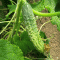 498-p19njebettcst146u4gsa9f1cl4.gif