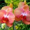 b52-p1bef5gv03n9a11klpii18kap6r4.jpg