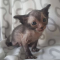 b51-p1f1ae34fd1m2r1pkooe2em0onp4.png