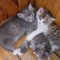 f9cd05fef04b4dfed1fd4cde41393cb6-getimage.jpg