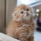 18bbc41f7d392ff36c082a6a0c312cc7-kitten_8.jpg