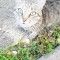 3ba951af3adf8ed700362a7a01bcec47-musya.jpg