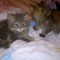 4d5a3cad93395caacd34d5683d0faebf-2012-10-29-248.jpg
