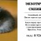 79ec39e453deed8b2070d9de8b87f534-maket_dlya_kotyat_1.jpg