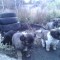 ebd598ff2d6ec670cc72ded97e571374-shchenki.jpg