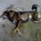 9696adc81736a93d3717741ceb0e4b90-sobaka.jpg