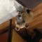 8ee-p196426mk0psou05friksp1st4.jpg