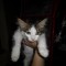 cbb-p19q8l703h34ms6a1di1ur2i5e4.jpg