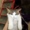 cbb-p19q8l703i1s5lhhi5tl1g8lfp5.jpg