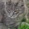 388-p19sib9h0nedsfdmm0m1rjd17rv4.png