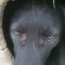 390-p19tv8qntf13uq1tr91nh35thugs7.jpeg