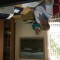 783-p1anfurmu51ilal00hpv36u10365.jpeg
