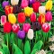 128c1deec1f392b0af1c6e2494e2c50a-tyulpany.jpg