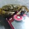krab.jpg
