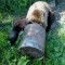 В Иркутской области спасли медведя, который случайно угодил головой во флягу 