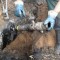 Три бригады похищали топливо из врезок в магистральный нефтепровод  
