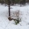 Всю ночь мужчины провели под этой сосной