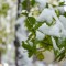 8a9-p1cn8hjora8ihu4k9d9mg427h4.jpg