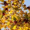 9a2-p1djbrlbgsmrdlabgtfav911c14.jpg