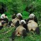 panda.jpg