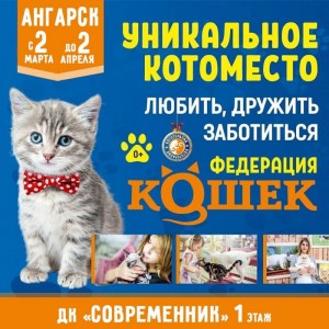 Выставка "Федерация кошек"
