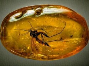 Открытие выставки "Доисторические насекомые в янтаре"
