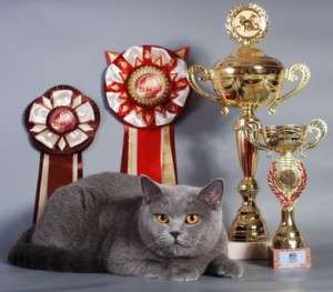 Международная выставка кошек