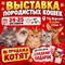 Выставка породистых кошек