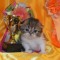 Аватарка участника Bastet33