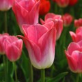 04a-p19f6r5ssa1o461g70s9vib2jld4.jpg