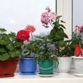 cc1-p19licaj5jdpj1s83rb314hm12n34.jpg