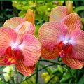 b52-p1bef5gv03n9a11klpii18kap6r4.jpg